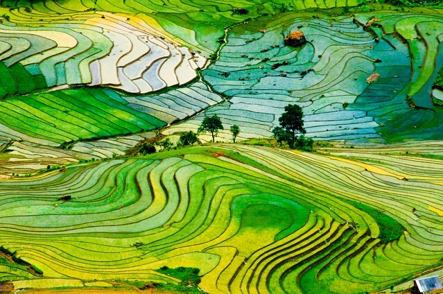Beautiful landscape of terraced rice fields in Laocai province, Vietnam